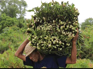 Meraup Cuan dari Eceng Gondok Meraup Cuan dari Eceng Gondok