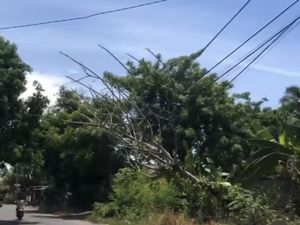 Pohon di Pinrang 2 Hari Tumbang dan Timpa Kabel Belum Dievakuasi