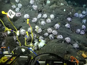 Potret Beberapa Spesies Gurita yang Baru Ditemukan di Laut Dalam Kosta Rika