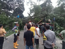 Pohon Tumbang Timpa Truk, Jalur Sekayu-Lubuklinggau Macet hingga 20 Km