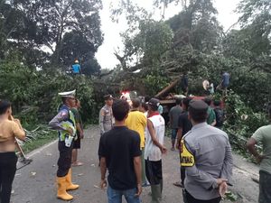 Pohon Tumbang Timpa Truk, Jalur Sekayu-Lubuklinggau Macet hingga 20 Km Pohon Tumbang Timpa Truk, Jalur Sekayu-Lubuklinggau Macet hingga 20 Km