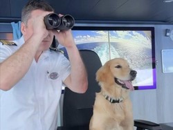 Gemas! Royal Caribbean Pentaskan Anjing untuk Hibur Penumpang