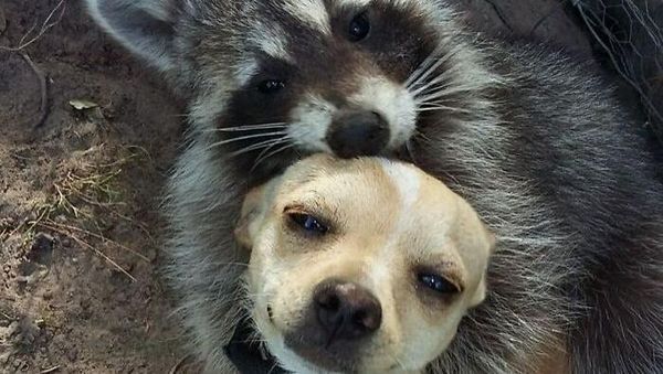 Kelakuan Anjing dan Kucing yang Bikin Senyum-senyum Sendiri