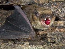 Tak Hanya Luwak, 5 Kopi dari Kotoran Hewan Ini Laku Keras di Pasaran