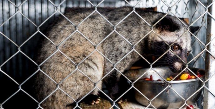 Tak Hanya Luwak, 5 Kopi dari Kotoran Hewan Ini Laku Keras di Pasaran