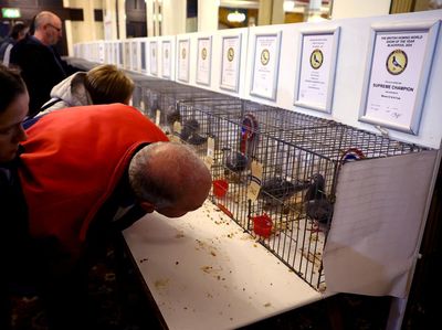 Melihat Deretan Merpati Cantik dalam Kontes Tahunan Terbesar di Inggris