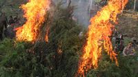 Dua Hektare Ladang Ganja di Aceh Utara Dimusnahkan
