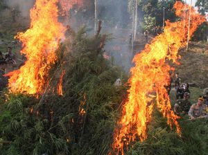 Dua Hektare Ladang Ganja di Aceh Utara Dimusnahkan