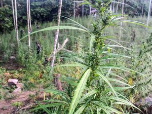 Ganja Jadi Barang Terlarang di Thailand Mulai 1 Januari 2025