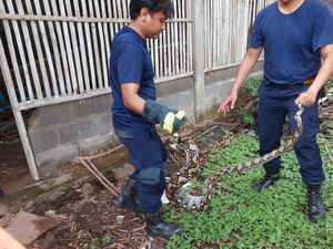 Pemilik Curiga Ayam Terus Berkurang, Ternyata Ada Ular Piton di Kandang Pemilik Curiga Ayam Terus Berkurang, Ternyata Ada Ular Piton di Kandang