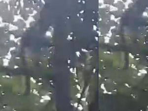 Geger Macan Tutul Panjat Pohon di Desa Tundangan Kuningan