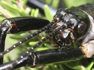 Lobster Pohon Ini Muncul Lagi Usai 70 Tahun Dianggap Punah Lobster Pohon Ini Muncul Lagi Usai 70 Tahun Dianggap Punah