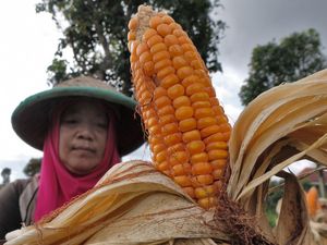 Harga Jagung di Petani Melambung, Ternyata Ini Biang Keroknya