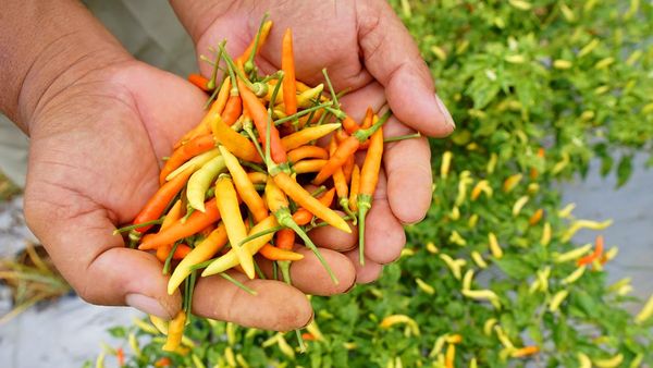 Asyik, Harga Cabai Rawit Turun
