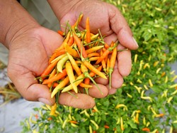 Harga Cabai Rawit-Daging Ayam Naik di Pasar Sei Kambing Medan Jelang Nataru