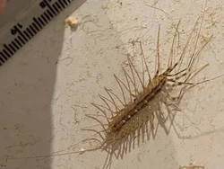 Kelabang Langka yang Berbisa