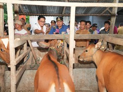 Pemprov Sulsel Dorong Inseminasi Buatan di Bone demi Tingkatkan Populasi Sapi