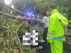 Pohon Tumbang gegara Angin Kencang Tewaskan Pengendara Motor di Ngawi