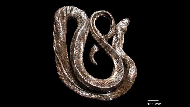 ular species baru Hypsiscopus indonesiensis dari Danau Towuti, Sulawesi Selatan. dok dr jurnal peneliti BRIN Amir Hamidy dkk.