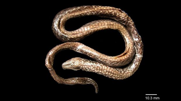 ular species baru Hypsiscopus indonesiensis dari Danau Towuti, Sulawesi Selatan. dok dr jurnal peneliti BRIN Amir Hamidy dkk.