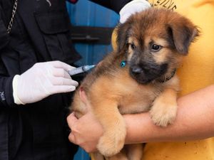 Pemkab Badung Siapkan Vaksinasi Massal Setelah 3 Anjing Positif Rabies Pemkab Badung Siapkan Vaksinasi Massal Setelah 3 Anjing Positif Rabies