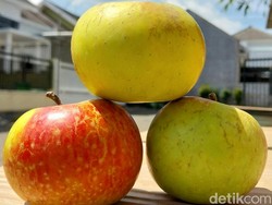 Petani Apel Beralih Tanam Jambu-Jeruk, Luas Lahan di Kota Batu Tersisa 900 Ha