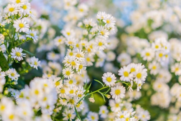 Chamomile
