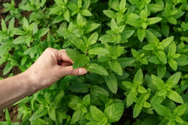Daun mint