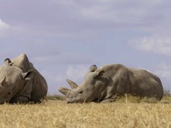 Peneliti Berhasil Buat Indukan Bayi Tabung Badak Putih Utara Hamil