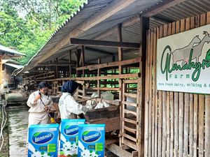 GAMAMILK, Solusi Inovatif untuk Kesehatan Persendian Lansia GAMAMILK, Solusi Inovatif untuk Kesehatan Persendian Lansia