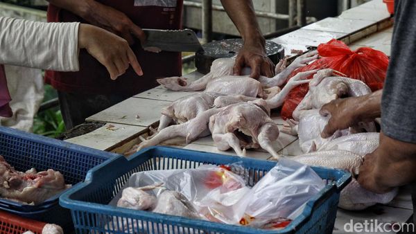 Menjelang Pemilu, Harga Ayam Potong Terpantau Stabil