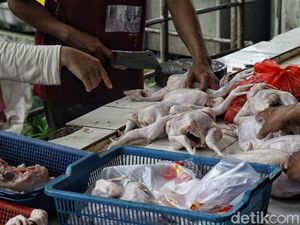 Menjelang Pemilu, Harga Ayam Potong Terpantau Stabil Menjelang Pemilu, Harga Ayam Potong Terpantau Stabil