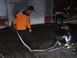 Ada Suara Gaduh di Kandang, Ternyata Ular Sanca 3 Meter Sedang Makan Ayam