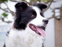 Border Collie, Salah Satu Anjing Terpintar Kesayangan Ratu Victoria