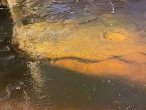 Lihatlah Hewan Ini, Bertahan Hidup di dalam Air Es dengan Ikut Membeku