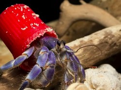 Cangkang Kelomang Berevolusi gegara Sampah Plastik