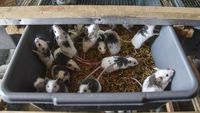 Farm Sarang Koruptor Ekspor Tikus Putih ke Vietnam