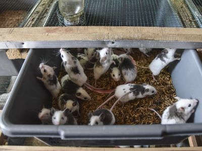 Farm Sarang Koruptor Ekspor Tikus Putih ke Vietnam