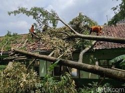 3 Ruang Kelas Jebol Tertimpa Pohon Tumbang di Kuningan