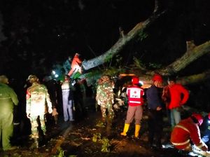 Pohon Tumbang di Jalur Cianjur-Pucak, Lalin Dialihkan ke Jonggol-Sukabumi Pohon Tumbang di Jalur Cianjur-Pucak, Lalin Dialihkan ke Jonggol-Sukabumi
