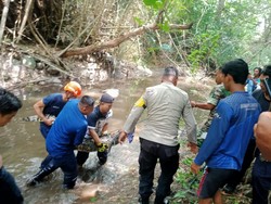 Buaya 2 Meter di Sungai Kalasan Bikin Geger, Melawan Saat Ditangkap