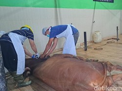 Dua RPH Banyuwangi Kantongi Sertifikat Halal