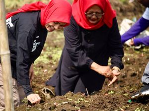 Atikoh Tanam Bawang di Probolinggo, Serap Aspirasi Petani soal Pupuk Langka