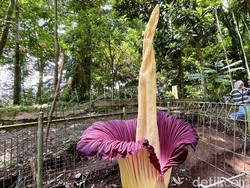 Mekarnya Bunga Bangkai Kejutkan Pengunjung Tahura Bandung, Baunya Busuk!
