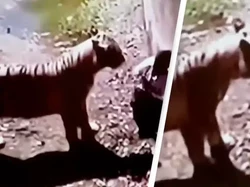 Viral Kisah Tragis Pemuda Tewas Diserang Harimau Putih