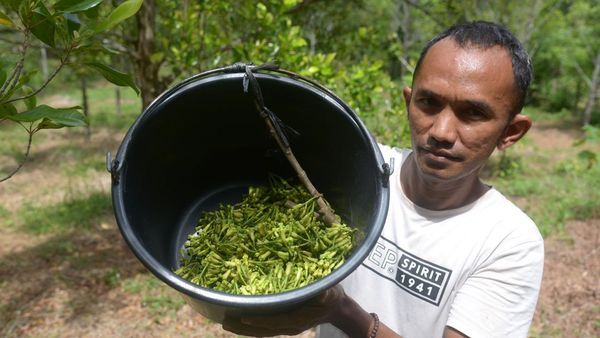 Melihat Panen Cengkih di Aceh Besar