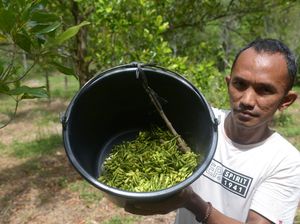 Melihat Panen Cengkih di Aceh Besar Melihat Panen Cengkih di Aceh Besar