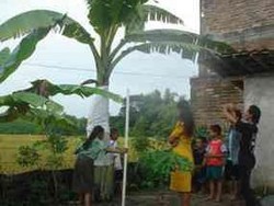 Kala Pohon Pisang Berdarah di Bojonegoro Dikaitkan Ayam Putih 1 Suro