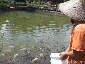 Petani Muda Tasik Raup Cuan Menggiurkan dari Budi Daya Ikan