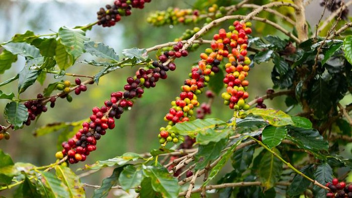 Ini 5 Keistimewaan Kopi Toraja yang Mendunia Karena Unik Rasanya